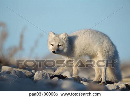 Canada, arctic fox View Large Photo Image Stock Photography - Canada, arctic fox. Fotosearch