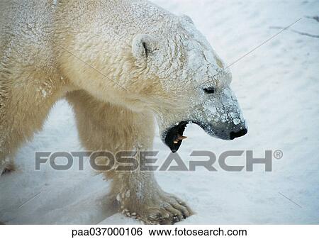 Stock Photograph - Canada, polar bear baring teeth. Fotosearch