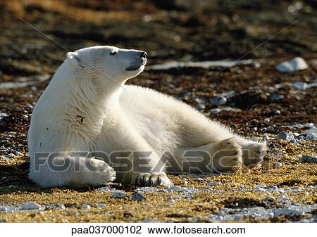 Stock Image - Canada, polar bear lying on brown ground with sparse patches of snow, full length. Fotosearch