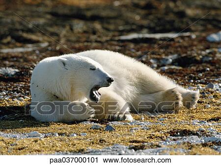 Stock Image - Canada, polar bear lying on ground, mouth open. Fotosearch