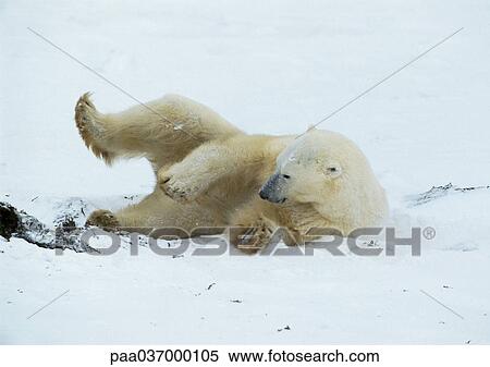 Stock Photography - Canada, polar bear lying on side with leg up. Fotosearch