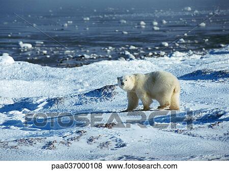 Stock Photo - Canada, polar bear on snow. Fotosearch