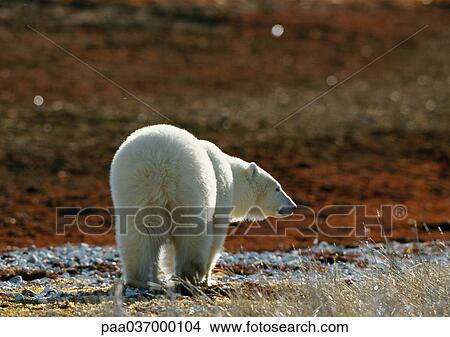 Picture - Canada, polar bear, rear view. Fotosearch