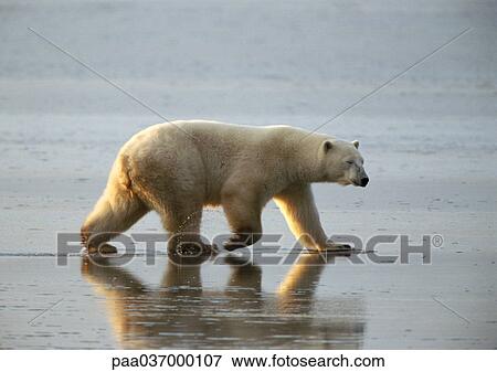 Stock Photo - Canada, polar bear walking. Fotosearch