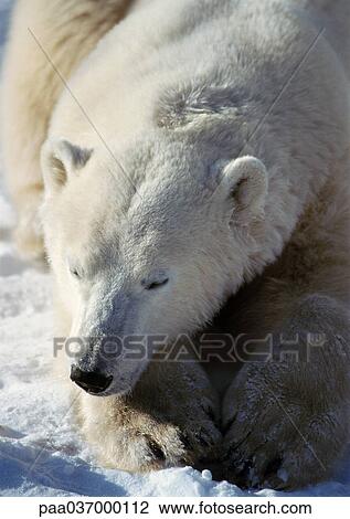 Canada, polar bear with head on paws, close-up View Large Photo Image Stock Image - Canada, polar bear with head on paws, close-up. Fotosearch