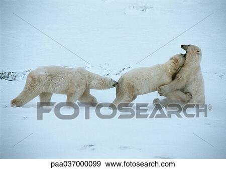 Canada, three polar bears in snow View Large Photo Image Stock Photo - Canada, three polar bears in snow. Fotosearch