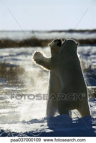 Stock Photo - Canada, two polar bears fighting on ice floe. Fotosearch