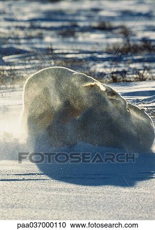 Stock Image - Canada, two polar bears fighting on snow. Fotosearch