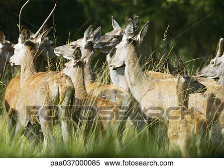 Europe, France, herd of deer in long grass View Large Photo Image Stock Photography - Europe, France, herd of deer in long grass. Fotosearch