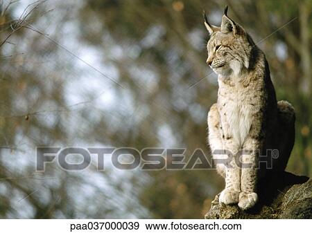 Europe, Germany, lynx sitting View Large Photo Image Stock Photo - Europe, Germany, lynx sitting. Fotosearch