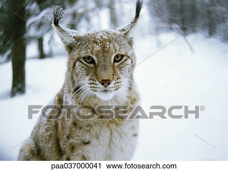Europe, Germany, lynx, snow-covered forest in background View Large Photo Image Stock Image - Europe, Germany, lynx, snow-covered forest in background. Fotosearch