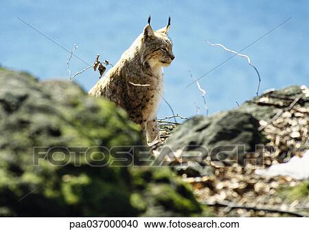 Europe, Germany, lynx View Large Photo Image Stock Image - Europe, Germany, lynx. Fotosearch