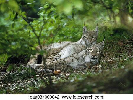 Europe, Germany, two lynxes lying down View Large Photo Image Stock Image - Europe, Germany, two lynxes lying down. Fotosearch