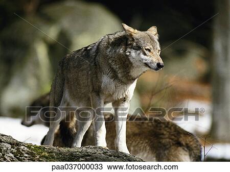 Stock Image - Europe, Germany, wolf. Fotosearch