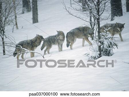 Europe, Germany, wolves in snow-covered forest View Large Photo Image Stock Image - Europe, Germany, wolves in snow-covered forest. Fotosearch