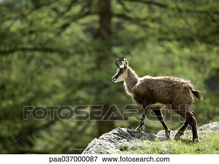 Stock Photo - Europe, Italy, chamois standing on rock, side view, pine tree in background. Fotosearch