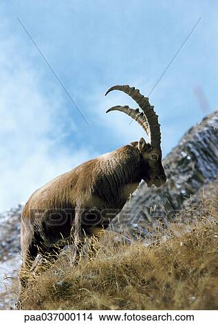 Europe, Italy, ibex on mountainside View Large Photo Image Picture - Europe, Italy, ibex on mountainside. Fotosearch