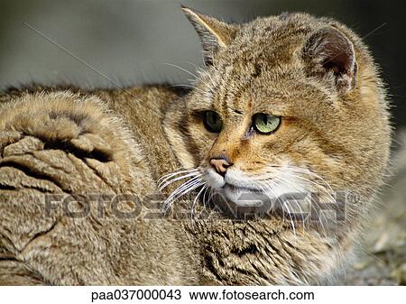 WIldcat, close-up View Large Photo Image Stock Image - WIldcat, close-up. Fotosearch