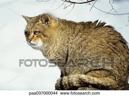 Wildcat sitting outside View Large Photo Image Picture - Wildcat sitting outside. Fotosearch