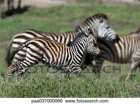 Zebras galloping on grassy plain, side view View Large Photo Image Stock Photograph - Zebras galloping on grassy plain, side view. Fotosearch