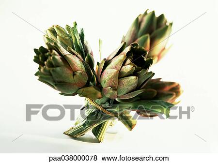 Artichokes View Large Photo Image Stock Photo - Artichokes. Fotosearch