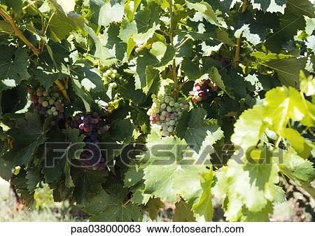 Grapevine, close-up View Large Photo Image Stock Image - Grapevine, close-up. Fotosearch