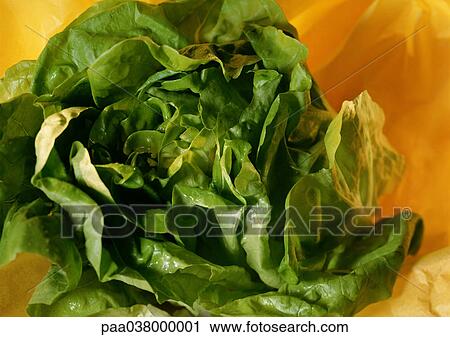 Lettuce, close-up View Large Photo Image Stock Image - Lettuce, close-up. Fotosearch