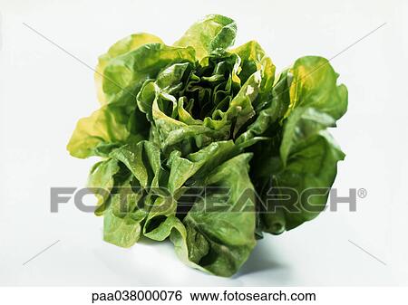 Lettuce, close-up View Large Photo Image Stock Photograph - Lettuce, close-up. Fotosearch