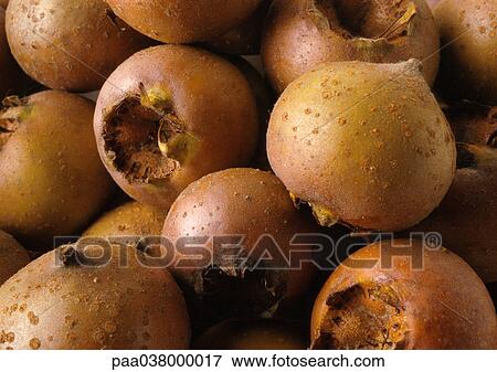 Stock Photo - Medlars, close-up, full frame. Fotosearch