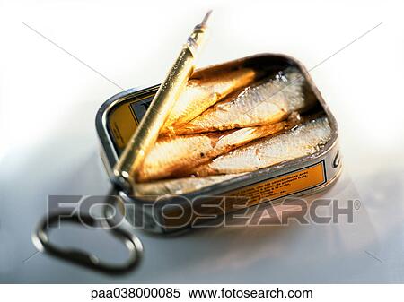 Opened can of sardines View Large Photo Image Stock Photography - Opened can of sardines. Fotosearch
