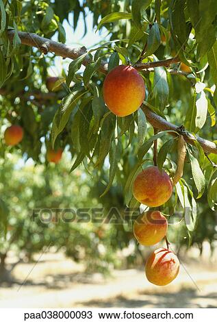 Peaches hanging from branches, orchard in background View Large Photo Image Stock Image - Peaches hanging from branches, orchard in background. Fotosearch