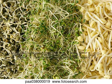 Sprouts, close-up, full frame View Large Photo Image Stock Photo - Sprouts, close-up, full frame. Fotosearch