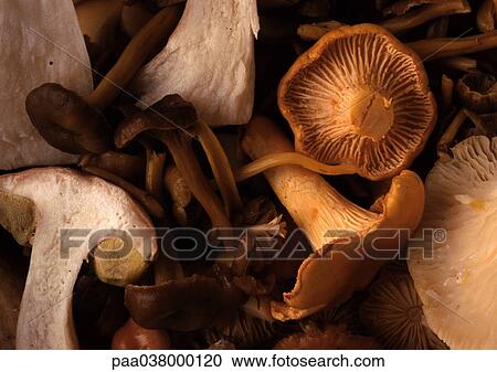 Stock Image - Variety of mushrooms, close-up, full frame. Fotosearch