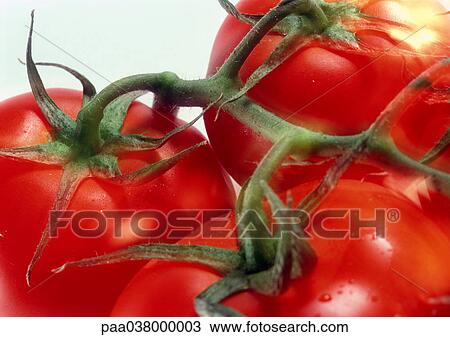 Stock Image - Vine tomatoes, close-up. Fotosearch