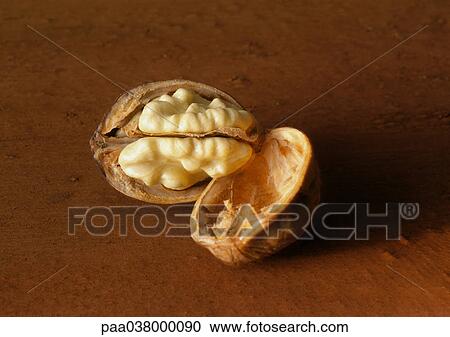 Walnut, close-up View Large Photo Image Stock Image - Walnut, close-up. Fotosearch