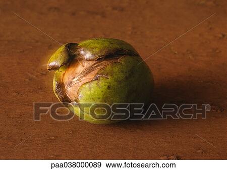 Stock Photo - Walnut in husk, close-up. Fotosearch