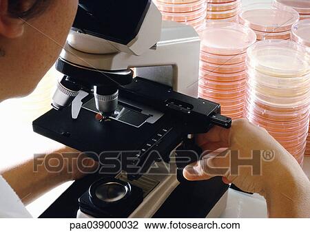 Person using microscope, close-up, stacks of petri dishes in background View Large Photo Image Stock Image - Person using microscope, close-up, stacks of petri dishes in background. Fotosearch
