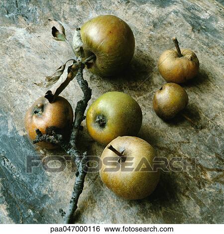 Apples with stems and branch, close-up View Large Photo Image Stock Photograph - Apples with stems and branch, close-up. Fotosearch