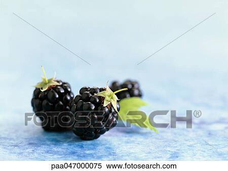 Blackberries with leaves, close-up View Large Photo Image Stock Photography - Blackberries with leaves, close-up. Fotosearch