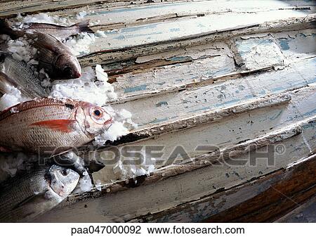 Fish on ice, on underside of boat View Large Photo Image Stock Image - Fish on ice, on underside of boat. Fotosearch