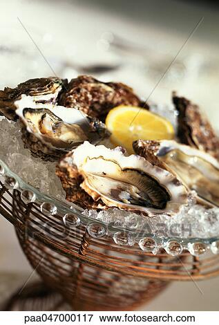 Oysters on ice, close-up View Large Photo Image Stock Photo - Oysters on ice, close-up. Fotosearch