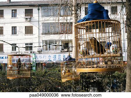 Stock Photograph - China, Beijing, caged birds in street. Fotosearch