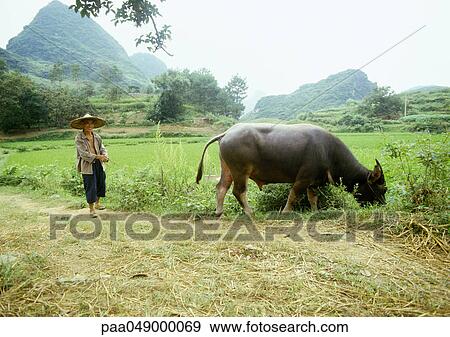 China, Guangxi Autonomous Region, Guilin, man standing behind cow grazing grass View Large Photo Image Stock Photo - China, Guangxi Autonomous Region, Guilin, man standing behind cow grazing grass. Fotosearch