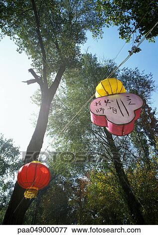 Chinese lanterns fastened to rope under trees, low angle view View Large Photo Image Stock Photo - Chinese lanterns fastened to rope under trees, low angle view. Fotosearch