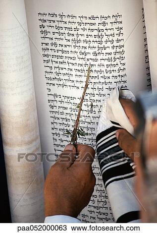 Stock Image - Israel, Jerusalem, hand pointing at Torah with olive branch, close-up. Fotosearch