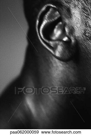 Man's ear, close up, black and white. View Large Photo Image Stock Photo - Man's ear, close up, black and white.. Fotosearch