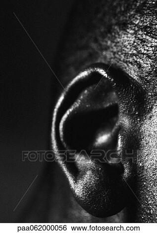 Stock Photograph - Man's ear, close up, black and white.. Fotosearch