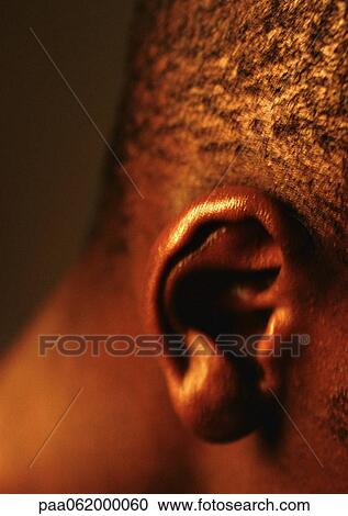 Stock Image - Man's ear, close up.. Fotosearch