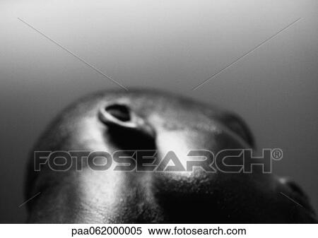 Stock Photography - Side of man's head, low angle view, close up, black and white.. Fotosearch