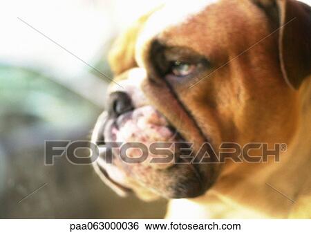 Bulldog's head, close up. View Large Photo Image Stock Photograph - Bulldog's head, close up.. Fotosearch